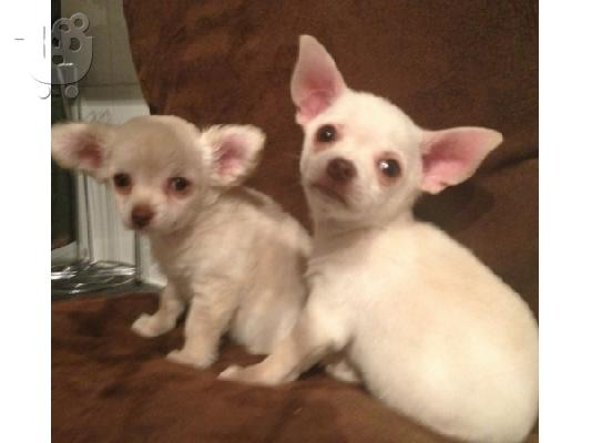 Χαριτωμένα κουτάβια Chihuahua Τιμή κατόπιν επικοινωνίας...